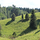 Maisemaselvitys